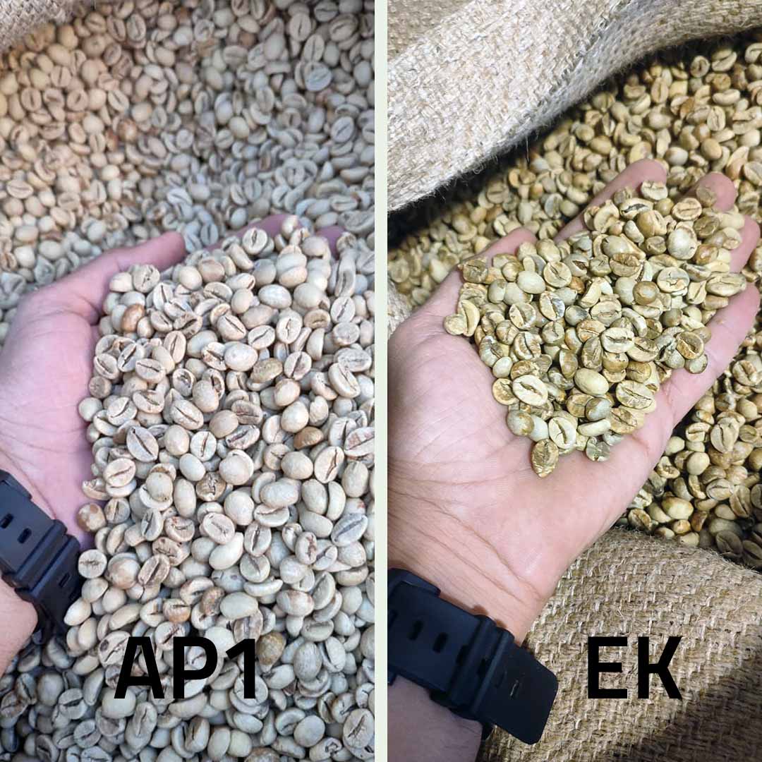 تفاوت دو دانه ربوستا اندونزی AP1 و EK